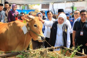 PMK di Jawa Timur Tertangani Dengan Baik, Khofifah Optimis Stok Hewan Ternak Aman Jelang Ramadhan