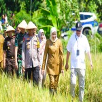 Panen Raya Serentak Nasional oleh Presiden RI di 14 Provinsi, Gubernur Khofifah bersama 37 Kabupaten/Kota Siap Menjaga Jatim Sebagai Lumbung Pangan Nasional