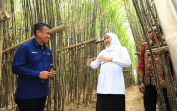 Gubernur Khofifah Luncurkan KUR Khusus Petani Tebu Jatim, Optimis Wujudkan  Percepatan Swasembada Gula Nasional