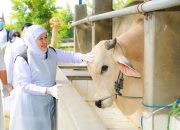 Jelang Idul Adha Stok Hewan Kurban di Jatim Surplus, Gubernur Khofifah Pastikan Aman, Sehat dan Bebas PMK