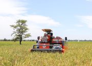 Beras Indonesia Bakal Melimpah, Produksi Tertinggi di ASEAN