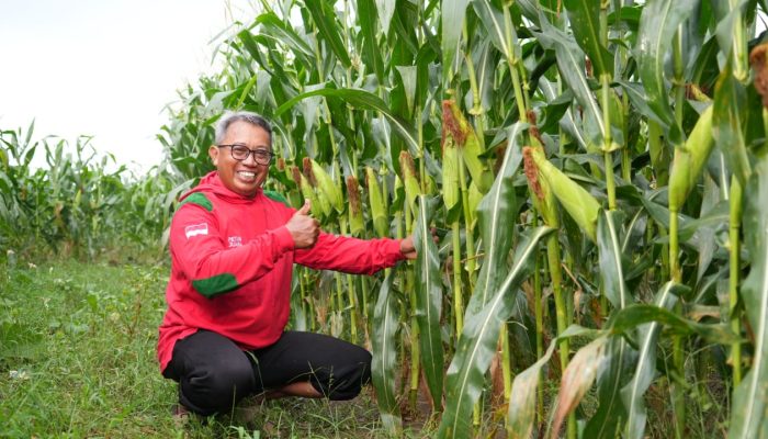 Petani Rasakan Manfaat Benih Unggul Hasil Adopsi Teknologi
