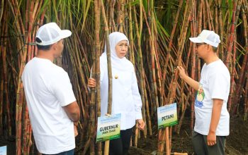 Gubernur Khofifah Dampingi Wapres Gibran Tanam dan Panen Tebu di Banyuwangi: Jatim Kontribusi 51,87 Persen Gula Nasional.  Siap Wujudkan  Swasembada Gula Nasional