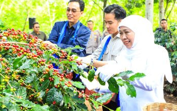 Panen Raya Kopi Bersama Wapres Gibran Di Bondowoso, Gubernur Khofifah Kenalkan Strategi Communal Branding untuk Penuhi Pasar Ekspor
