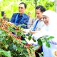 Panen Raya Kopi Bersama Wapres Gibran Di Bondowoso, Gubernur Khofifah Kenalkan Strategi Communal Branding untuk Penuhi Pasar Ekspor