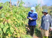 Harga Tomat Anjlok, Gubernur Khofifah Instruksikan Kepala Daerah Ikut Serap Panen Petani Demi Lindungi Daya Beli