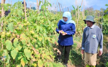 Harga Tomat Anjlok, Gubernur Khofifah Instruksikan Kepala Daerah Ikut Serap Panen Petani Demi Lindungi Daya Beli
