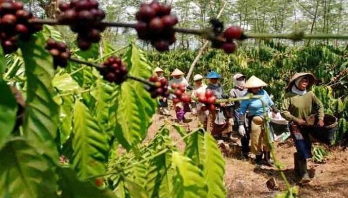 Sinergi Cita Rasa: Upaya KJRI Perluas Pasar Kopi Indonesia di Sabah