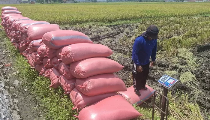Produksi Padi Jombang Naik 125 Ribu Ton, Pemkab Beberkan Strateginya