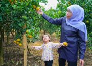 Gubernur Khofifah Petik Jeruk Siam di Tutur Pasuruan, Tegaskan Jatim Produksi Jeruk Tertinggi Nasional dan Ajak Kurangi Ketergantungan Impor