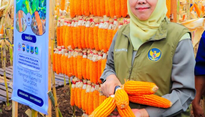 Gubernur Khofifah Indar Parawansa Panen Jagung Bersama Kapolda dan HKTI di Banyuwangi, Perkuat Kedaulatan Pangan