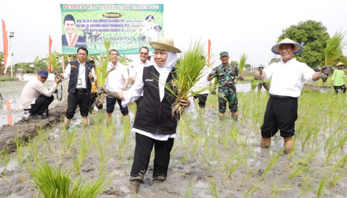 Gubernur Khofifah Siapkan Langkah Mitigasi Dini Hadapi Kemarau, Pastikan Produksi Pertanian Tetap Stabil