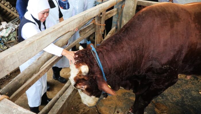 Gubernur Khofifah Pastikan Jawa Timur Siap Sambut Idul Adha, Ternak Kurban Berlimpah