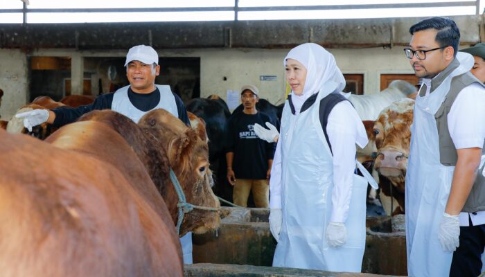 Gubernur Khofifah Pastikan Distribusi Hewan Kurban Lancar, Jatim Siap Kirim ke Luar Daerah