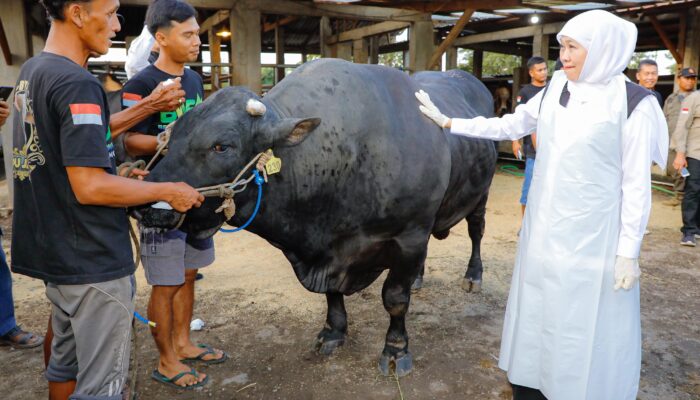 Gubernur Khofifah Tegaskan Jatim Siap Suplai Daging ke Luar Negeri, Termasuk Saudi Arabia