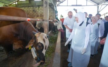 Gubernur Khofifah Tinjau Koperasi Gunungrejo Makmur Lamongan, Pastikan Hewan Kurban Sehat dan Penjualan Meningkat Dibanding Tahun Lalu