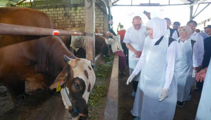 Gubernur Khofifah Tinjau Koperasi Gunungrejo Makmur Lamongan, Pastikan Hewan Kurban Sehat dan Penjualan Meningkat Dibanding Tahun Lalu