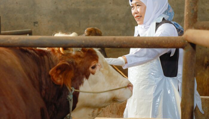 Jatim Surplus Hewan Kurban, Gubernur Khofifah Tinjau Langsung Sentra Sapi di Bojonegoro dan Pastikan Pengiriman Aman
