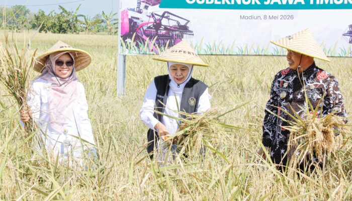 Di Tengah Perubahan Iklim Global, Jawa Timur Catat Potensi Produksi Padi Terbesar Nasional pada Januari–Juli 2026