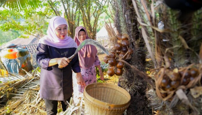 Gubernur Khofifah Panen Salak Madu di Kabupaten Malang, Dorong Hortikultura Lokal Menjadi Penggerak Ekonomi dan Kesejahteraan Petani Jawa Timur