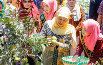Panen Ikan Nila hingga Sayuran Hidroponik, Program SIKAP Jadi Laboratorium Kewirausahaan Siswa Jombang
