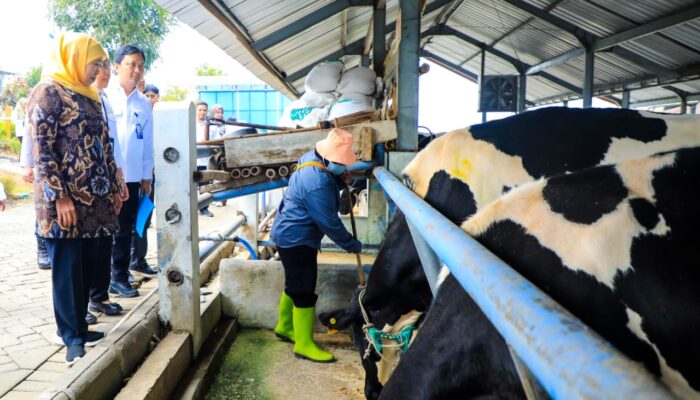 Sapi Perah Jadi Penggerak Ekonomi Daerah, Gubernur Khofifah Dorong Optimalisasi Pembibitan dan Hijauan Pakan